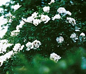 Paeonia rockii - Busch mit großen weißen Blüten