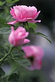 Rosafarbene Blüte der Remontant-Rose ''Mrs. John Laing''