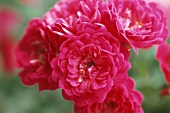 Pink flowering shrub rose 'Lovely Fairy'