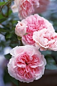 Rosafarbene Blüte der Portlandrose 'Madame Boll'