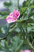 Purple flower of the pelargonium "Welling