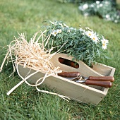 Gartenwerkzeuge und Blumen liegen im Holzkorb mit Griff
