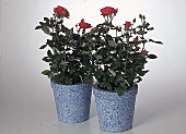 Zwei hellblaugesprenkelte Blumentöpfe mit Rosenpflanzen.X