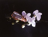 Kleiner Flakon mit Orchideen-Aroma, daneben weiße Orchideenblüten