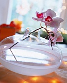 Vase aus satiniertem Glas,in der Vase steckt eine Orchidee