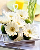 weiße Gerbera-Blüten in Limonen gesteckt als Tischdeko