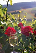 Rosen in den Weinbergen der PremierCru-Lage Mont-de-Millieu