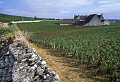 Blick auf das Cháteau du Clos de Vougeot inmitten Rebstöcken