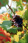 Blaue Burgundertraubenrebe inmitten von bunten Weinblättern