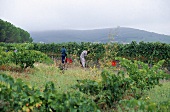 der Winzer M. Louison und seine Familie bei der Weinlese