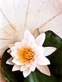 Close-up of lotus flower in bowl