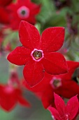 rote Blüten mit pinkfarbenem Blüten stempelkranz des Ziertabak Nicotiana