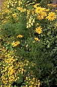 yellow bed of various flowers. Nasturtium, marigolds, snapdragons, coneflower 'Sunbeckia', hussar's button.