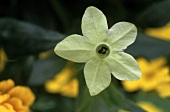 weißlichgelbe Blüte des Ziertabaks, im Hintergrund gelbe Blüten unscharf