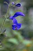 einzelne Blüte der tiefblauen Blüte des Salbeis mit Wespe