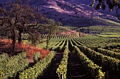 Panorama herbstlich gefärbter Weinberge im Napa Valley