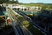 Transportlaufband für Wein trauben zur Weiterverarbeitung