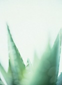  Close-up of aloe vera spikes, blurred