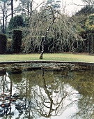 "Knightshayes"-Garten, Nackter Birnbaum spiegelt sich im Wasserbecken