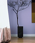 Terracotta pot with dried branch against purple wall