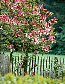 Magnolia tree in front of wooden fence
