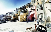Fischerhafen Corricella auf Procida, Häuserfront in rosa,gelb und Sandton