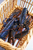 Close-up of fresh lobsters in cane basket