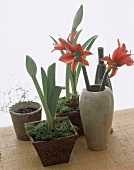 Amaryllis in geflochtenen Körben und in einer Keramikvase