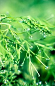 Close-up of droplets on dill leaves