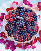 Dessert: Beeren-Tarte mit Lavendel, lila Blüten um den Teller