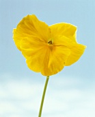 Einzelne gelbe Blüte mit Stiel, close up