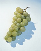 grüne Weintrauben, Freisteller, Wassertropfen auf den Trauben