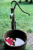 Bucket of water with roses floating under hand pump