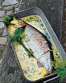 Wörmer Lachsforelle in Riesling, Dill