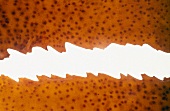 Close-up of two strips of brown algae with bright white rift in between
