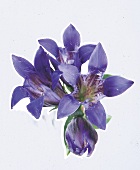 Blüte Enzian, blau 