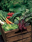 frisches Gemüse, Tomaten, Karotten, Kohl, Salat etc.