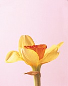 Blüte der Narzissen-Sorte SUZY Gelbe Blütenblätter, orangene Krone