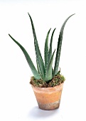 Aloe Vera, Pflanze im Topf, Blumentopf, Freisteller