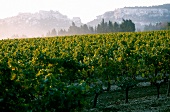 View of vineyard, Les Baux de Provence, France