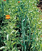 Ringelblumen und Steckzwiebel wachsen auf einem Kompost.