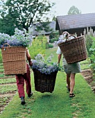 Ein Paar trägt Körbe mit geerntetem Borretsch als Heilpflanze.