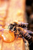 Zwei Bienen an Honigtropfen 