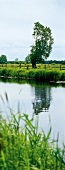 grüne Landschaft mit Fluß, an der Aller, norddeutsche Fluss-Auen