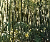 Bambuswald, Bambus, Frankreich, Südfrankreich, tropisch