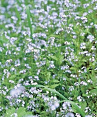 Vergissmeinnicht, Wiese mit Blumen, Blüten, Vergissmeinnichtblüten