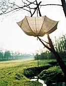 Burberry patterned umbrella hanging open on tree