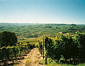 Weinregion Langhe, Piemont, Landschaft, Weinberge