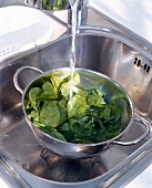 Spinach being blanched in pan