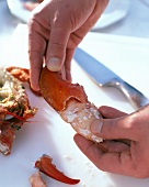 Close-up of removing lobster meat from shell